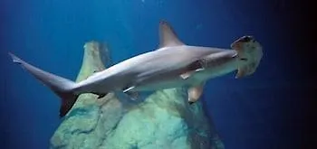 Ξενοδοχείο Les Alizes 2*